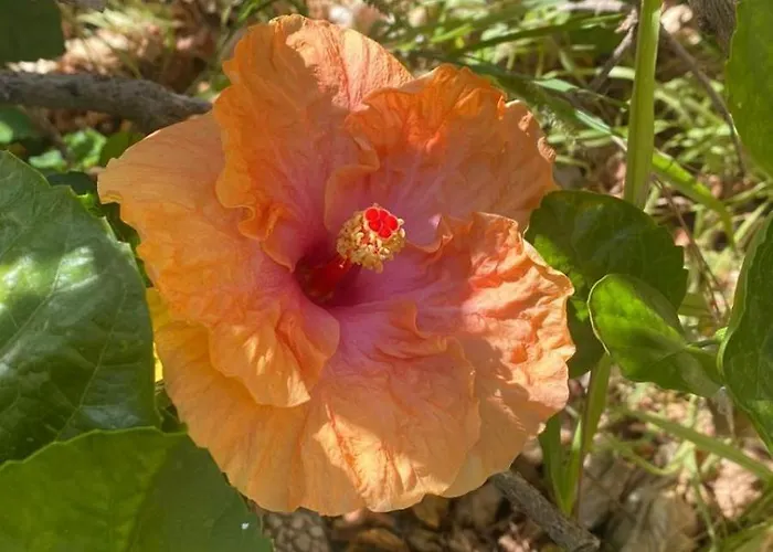 Casa Ibiscus * Соланас