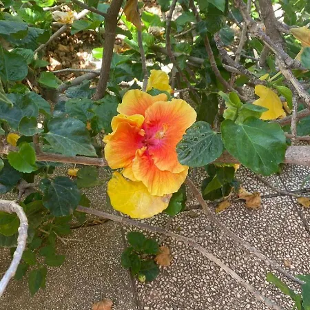 דירה Casa Ibiscus