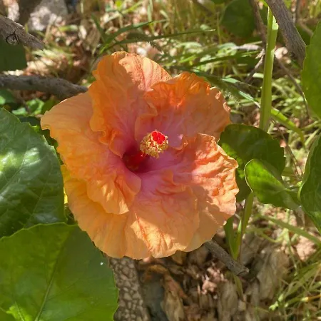 Casa Ibiscus * 索拉纳斯